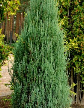 Kadagys-uolinis-Blue-Arrow-Juniperus-scopulorum-Blue-Arrow