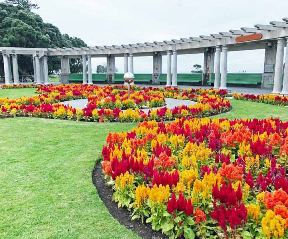 Plume-Type-Celosia-Plantings-in-a-Landscaped-Park