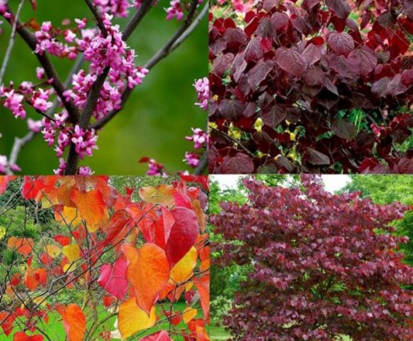 cercis-forest-pansy-montage